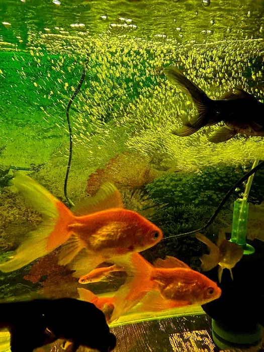 Золотые рыбки Скалярия.