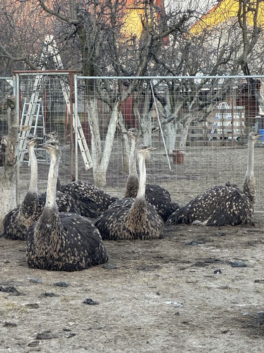 Vând  struți varsta 10 luni
