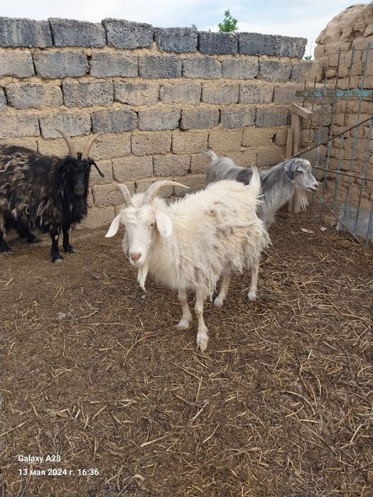 180000 опши сатылады