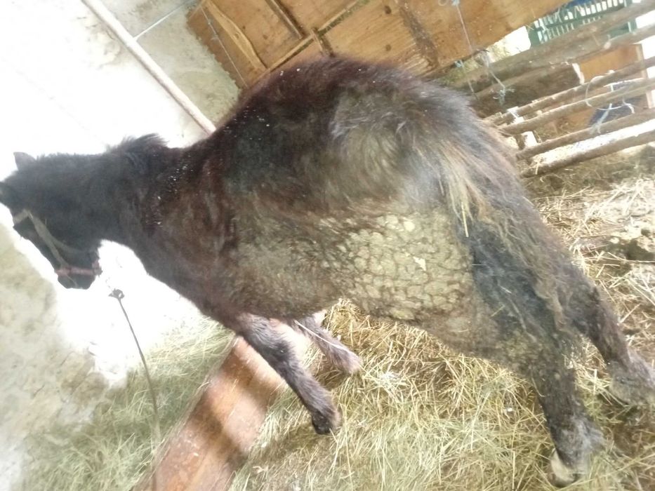 Конче на 7 месеца