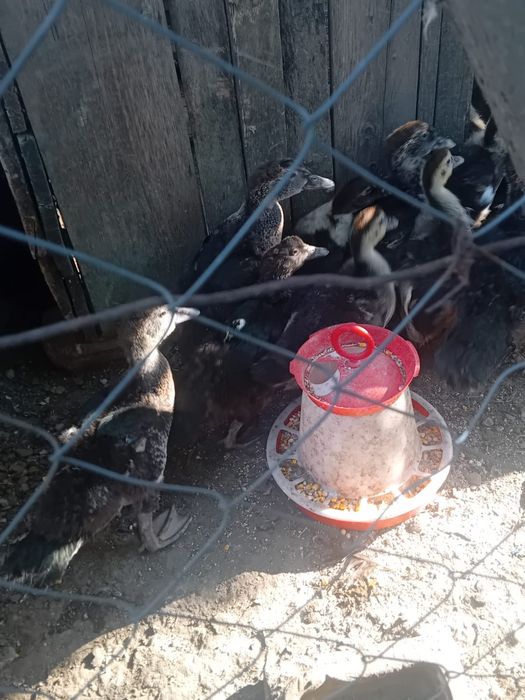 Vand boboci de rata
