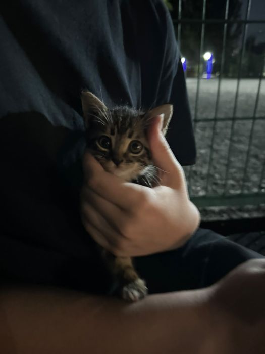 Котёнок, отдадим в хорошие руки, срочно!