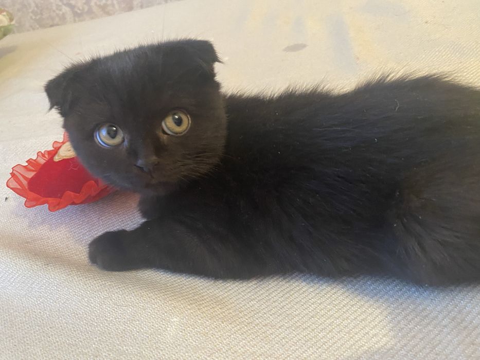 Котенок британец