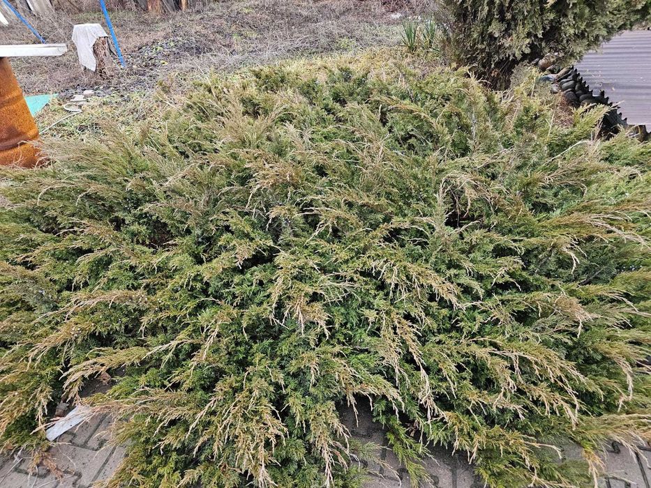 можжевельник большой куст