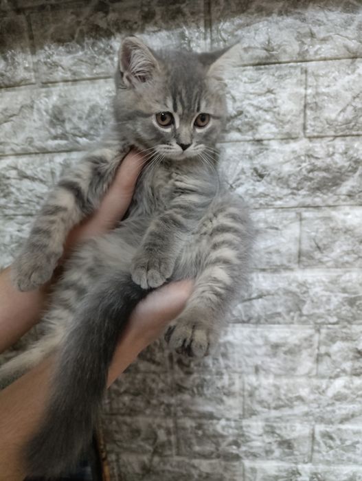 Продаётся котёнок скоттиш страйт.