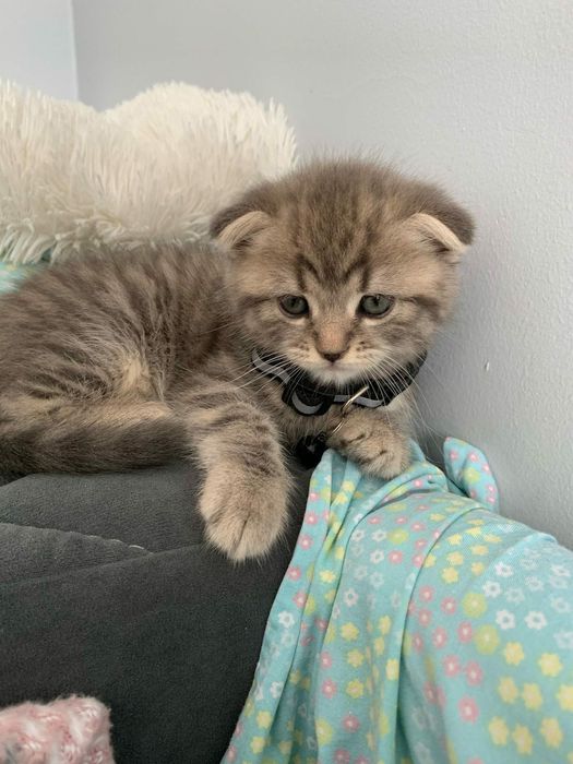 вислоухие шотландские котята