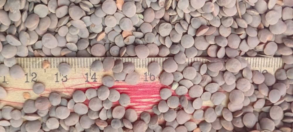 Сафлор!Зерновой чат.