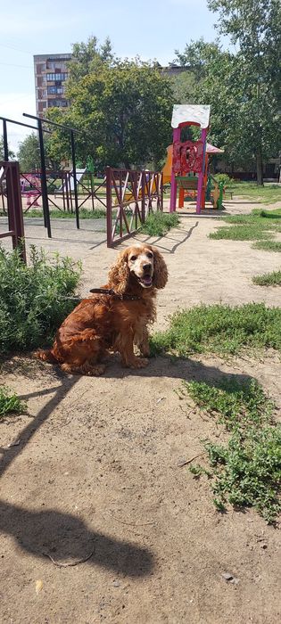 Кобель спаниеля ищет подругу для вязки