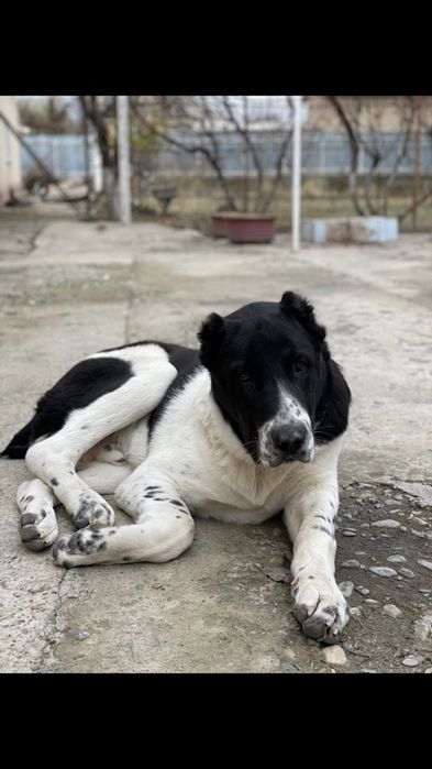 Щенки, Күшіктер