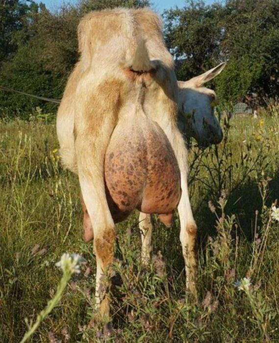 Продам молочную Альпийскую коз