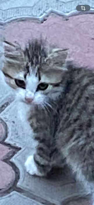 котенок в добрые руки
