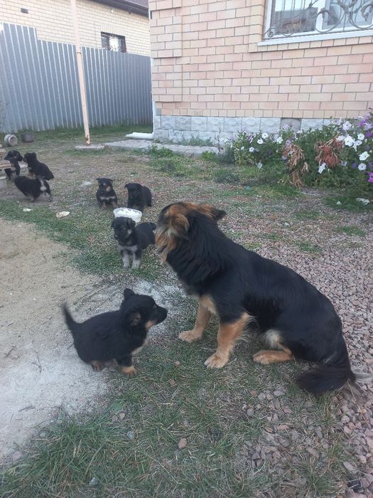 Щенки дворовой породы