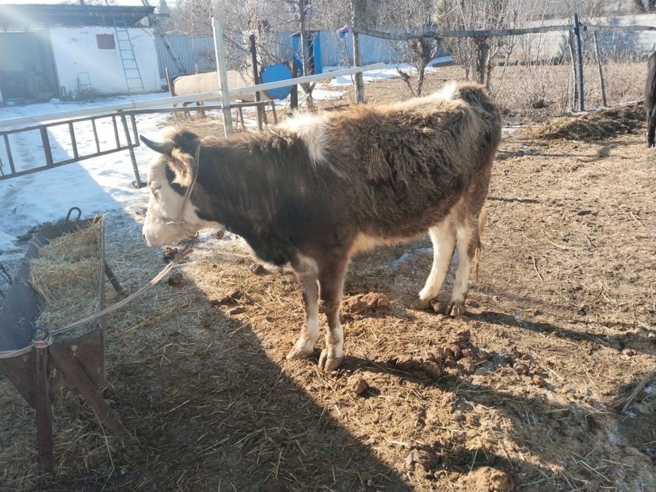 Семіз құнажын сатылады