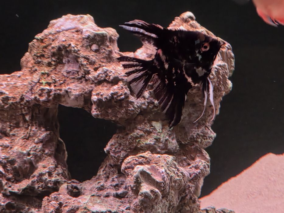 Скалярии мраморные, 3шт.