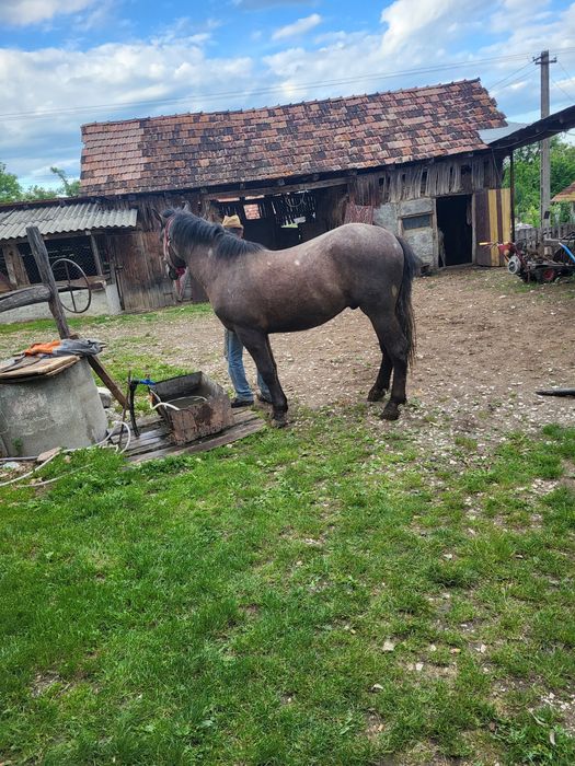 Se vinde armăsar