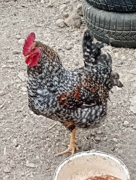 Cocos pitic porumbac