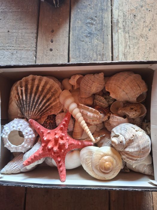 Cochilie de scoici decorative