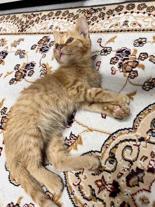 Отдам котенка сладкого