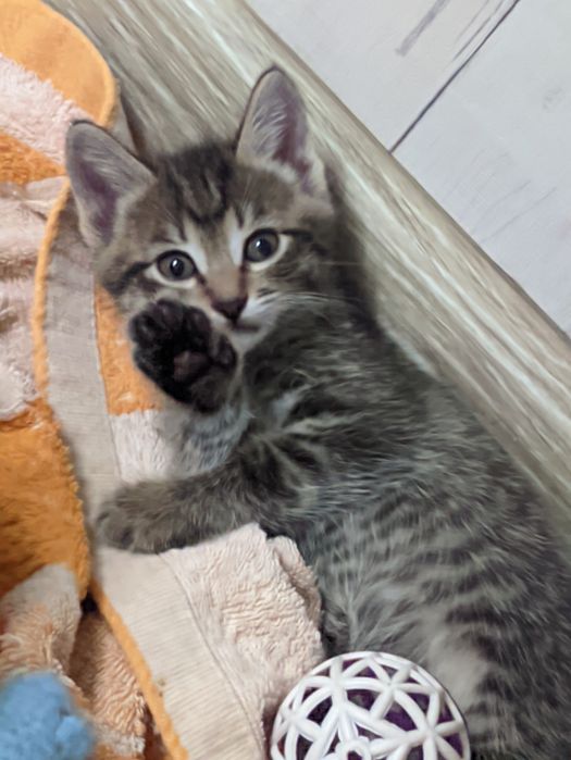 Ищут дом и ласковые ручки