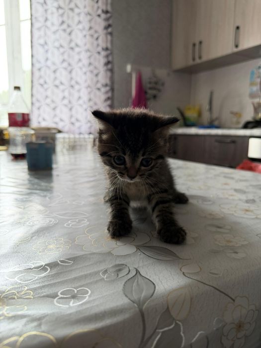 Отдам котенка девочку