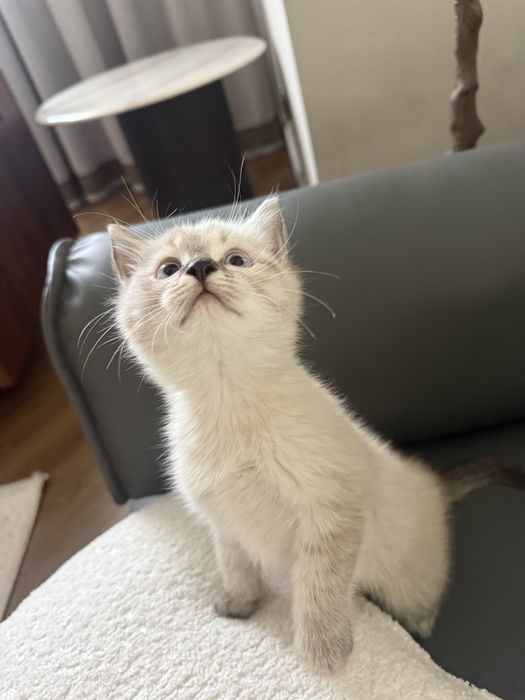 Котенки милые сладкие
