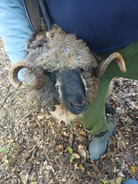 Vand berbec de vanzare are varsta de 1 an jumate