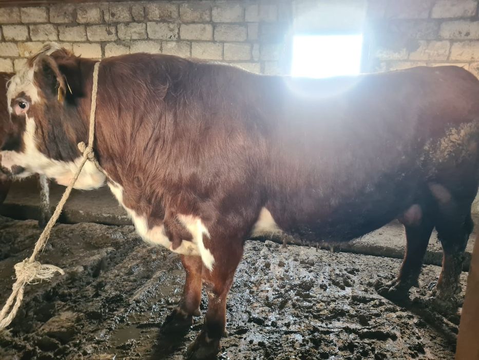 Бұқалар сатылады...