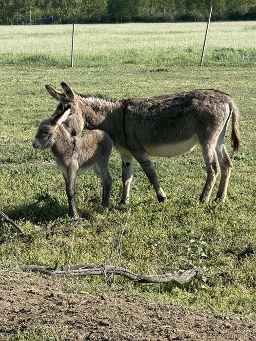 Magarita fatata de 4 zile