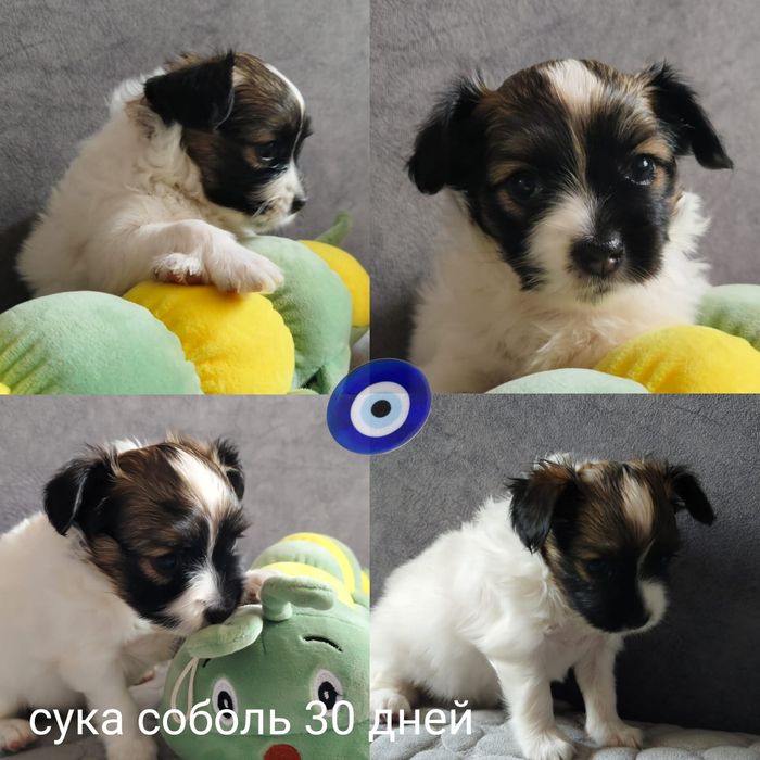 Продаются щенки папийон