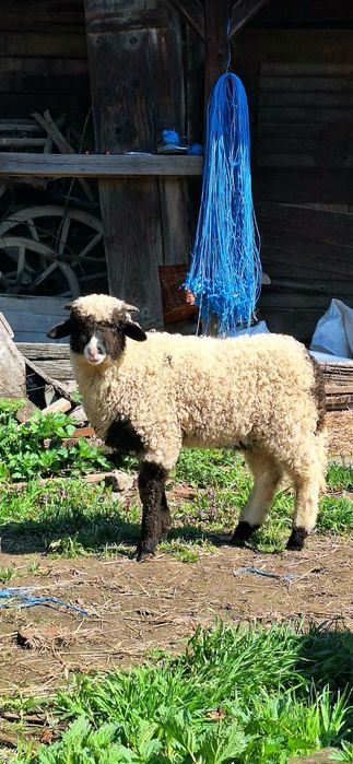 Vând miel berbec de 3 luni