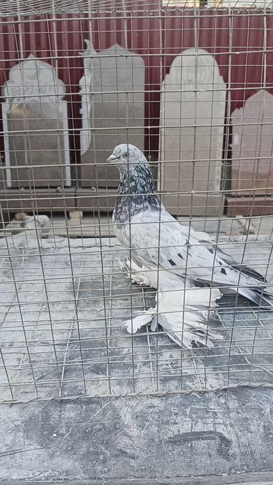 Голуби челкарь и сочиха