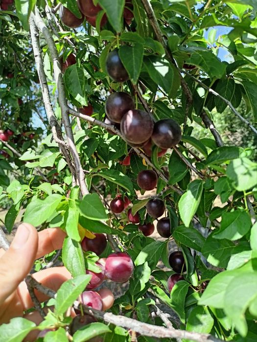Продавам жълти червени сливи за ракия