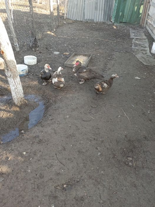 Утка сатамын прадам утка