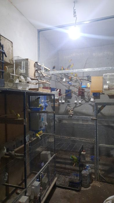 Мир птицы цена разное Туркестан