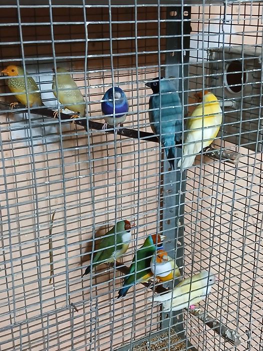 Продавам гулдови папагалови и други амадини