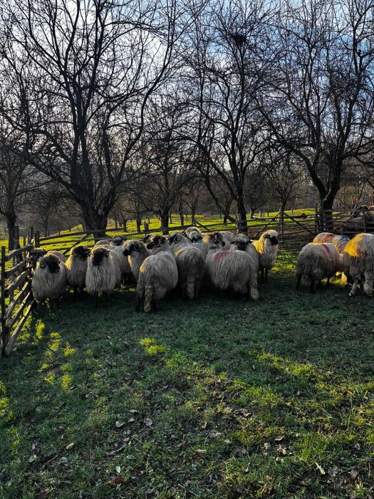 Vind oi bucalai tinere gestante