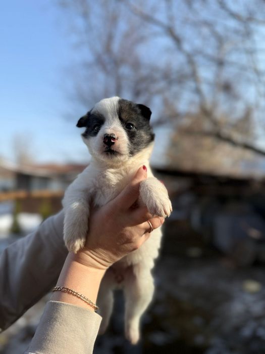Отдам в любящие руки щенка девочку