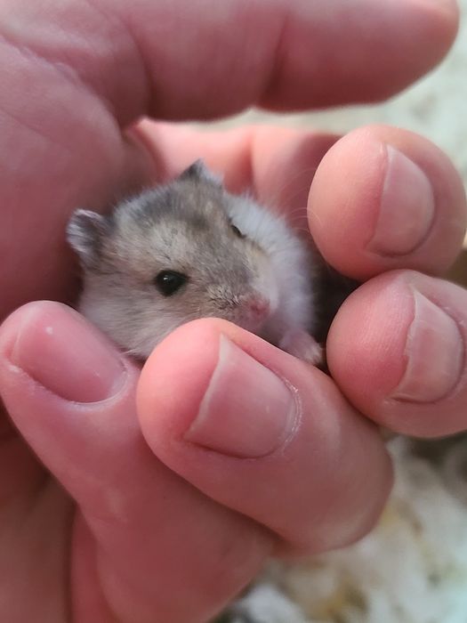 Hamsteri pitici siberian