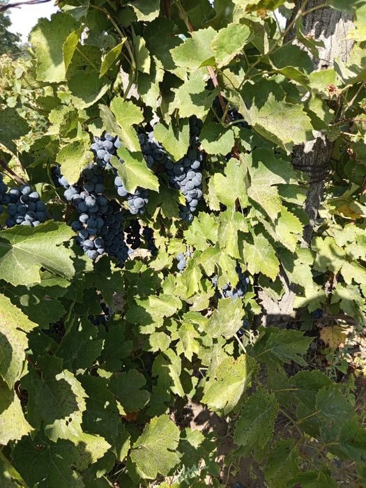 Struguri pt.vin diferite soiuri!
