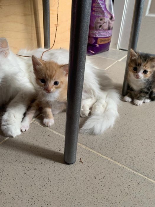 Отдам котят в добрые руки