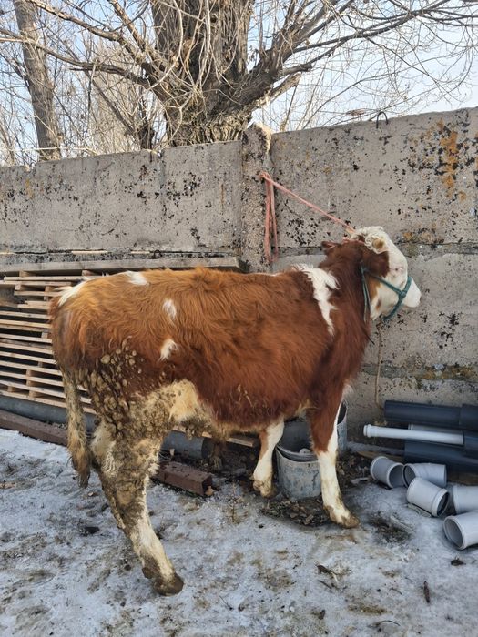 Продам бычка симментал