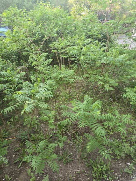 Саженцы дерева сумах