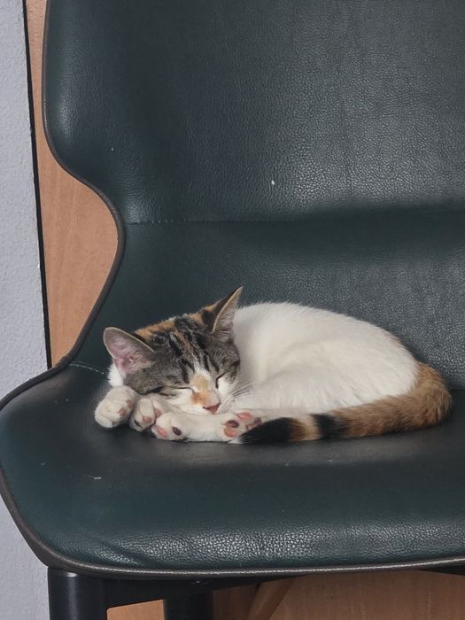 Котёнок девочка в добрые руки