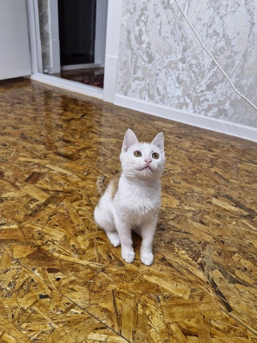 Отдам котенка бесплатно