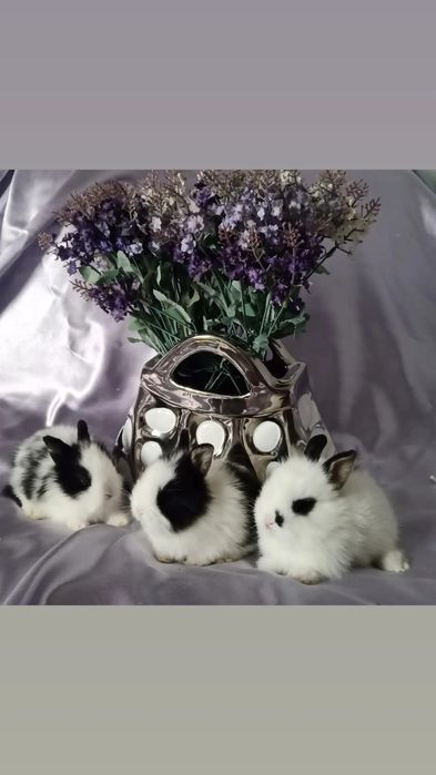 Карликовые декоративные кролики