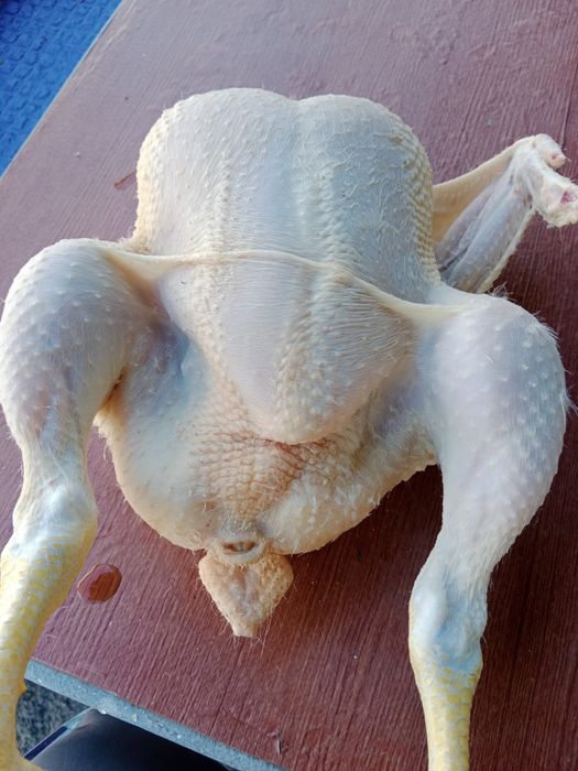 Куры   Броллеры домашнее