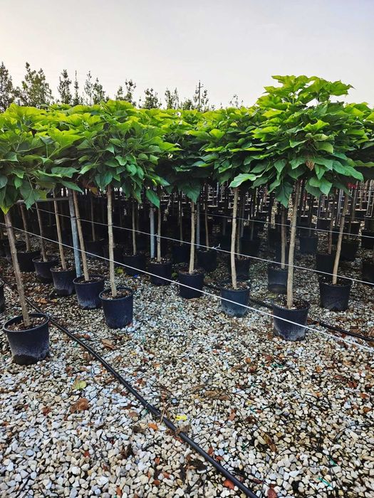 Catalpa si Maslini Seculari