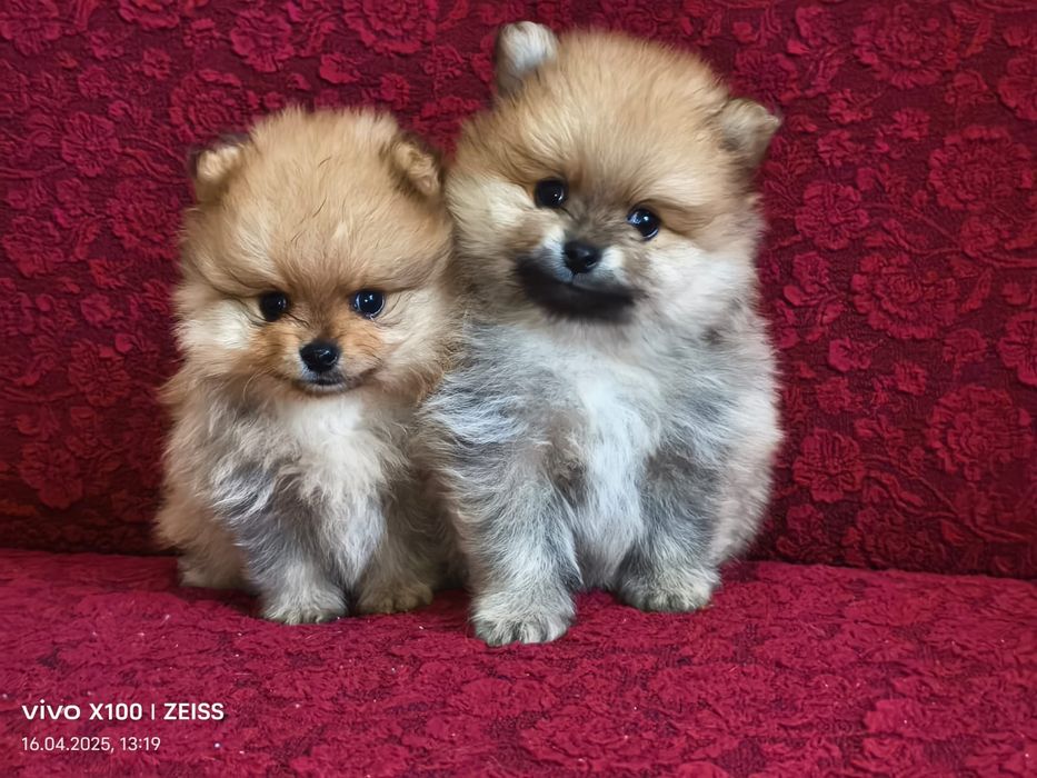 Очаровательные щенки шпица.