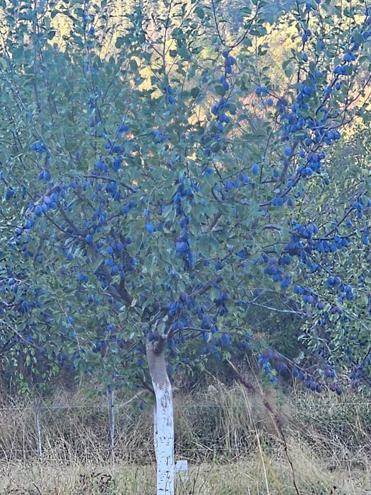 Сушени сини сливи - Естествено сушени на слунце - с. Карандили, Еленски Балкан, Стара Планина
