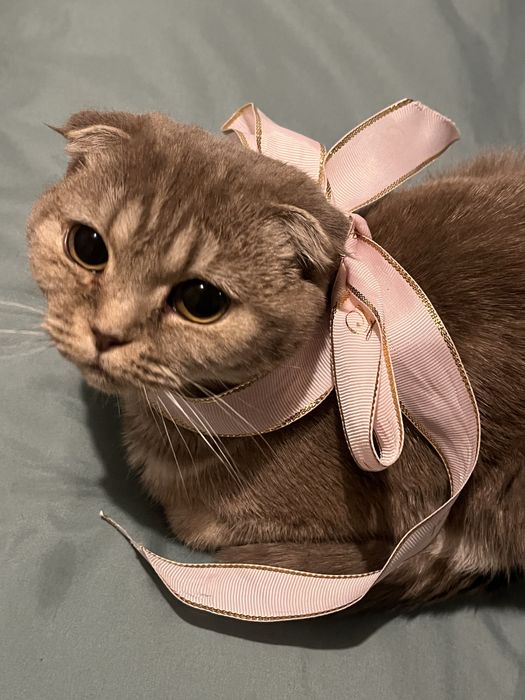 шотландский вислоухий